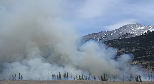 wildefire